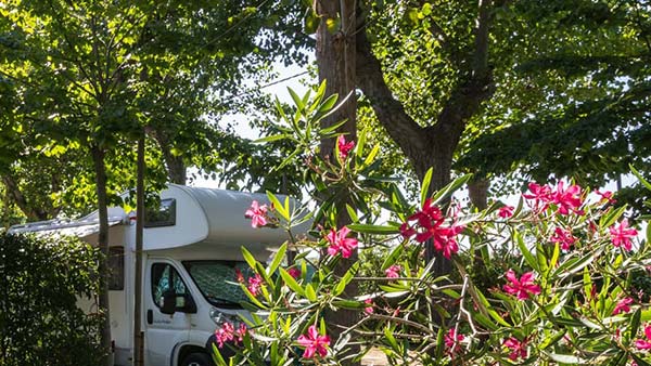 camper parcheggiato in area verde con oleandri in fiore