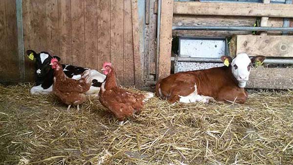 Fattoria didattica con animali da cortile e vitelli